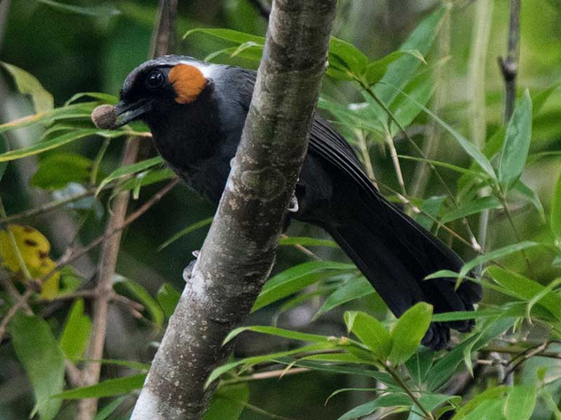 sa-mu-bac-huong-hoa-birding-site-wildtour-vietnam