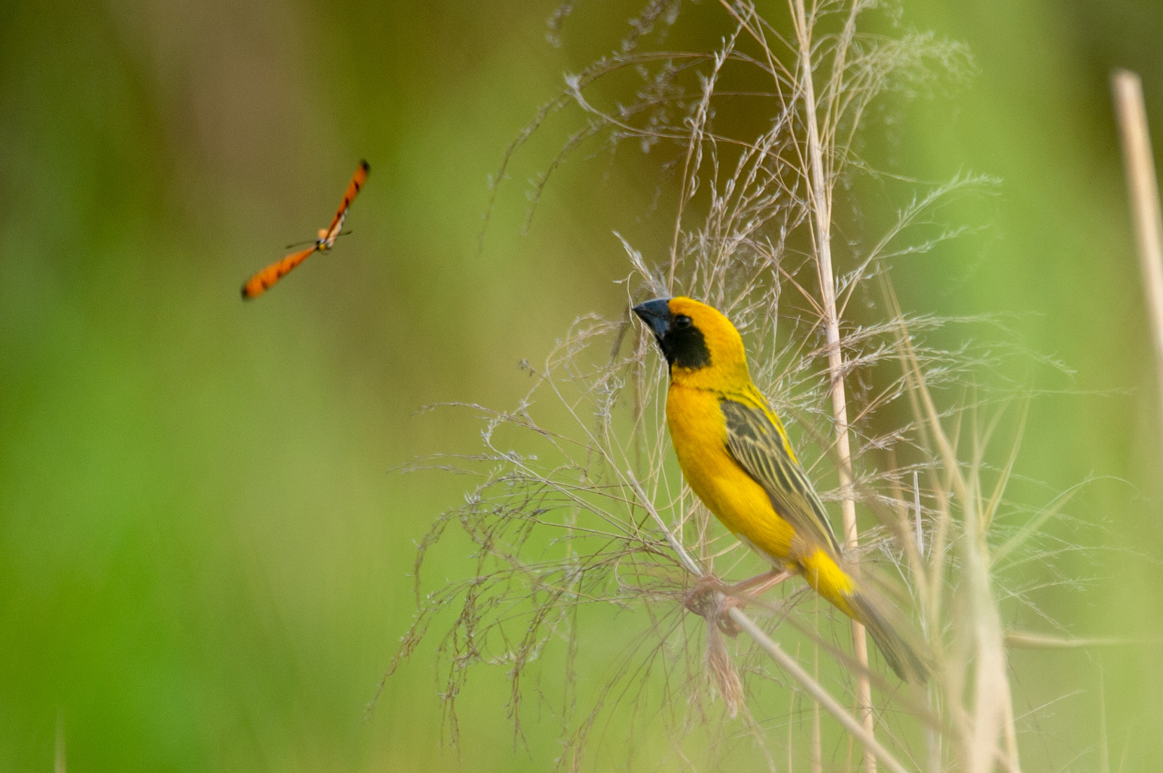 Asian Golden Weaver