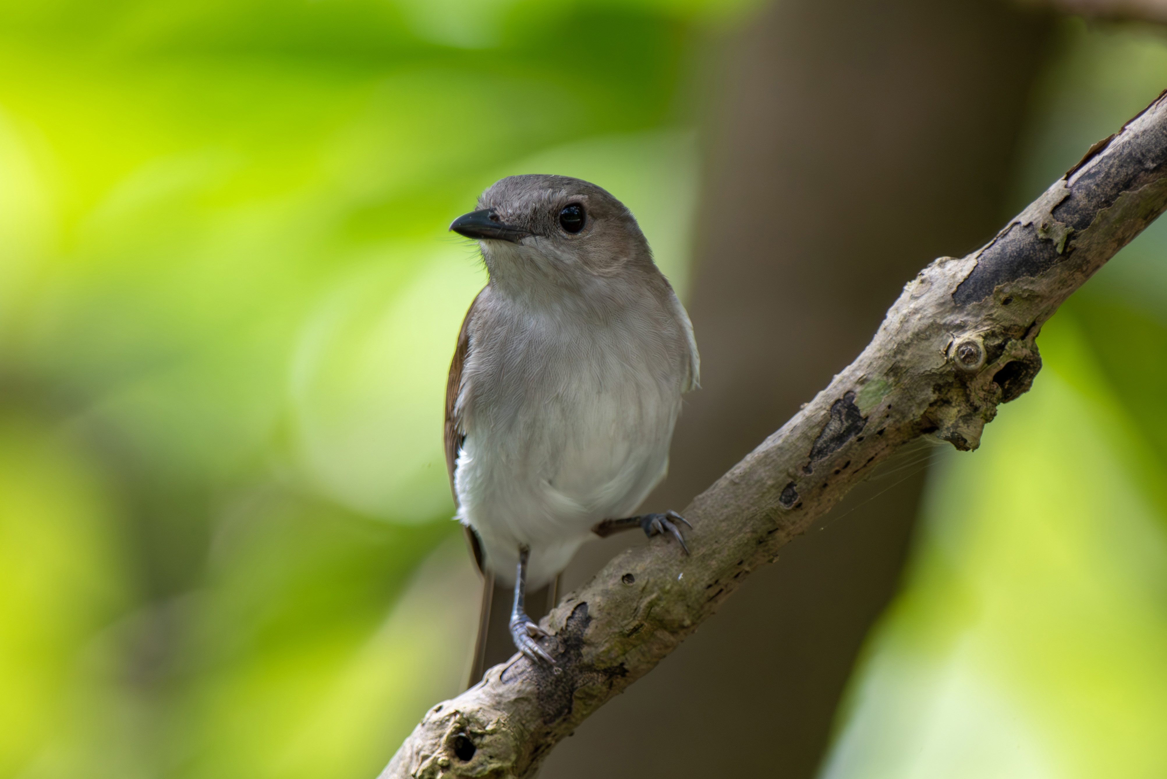 Mangrove Whistler