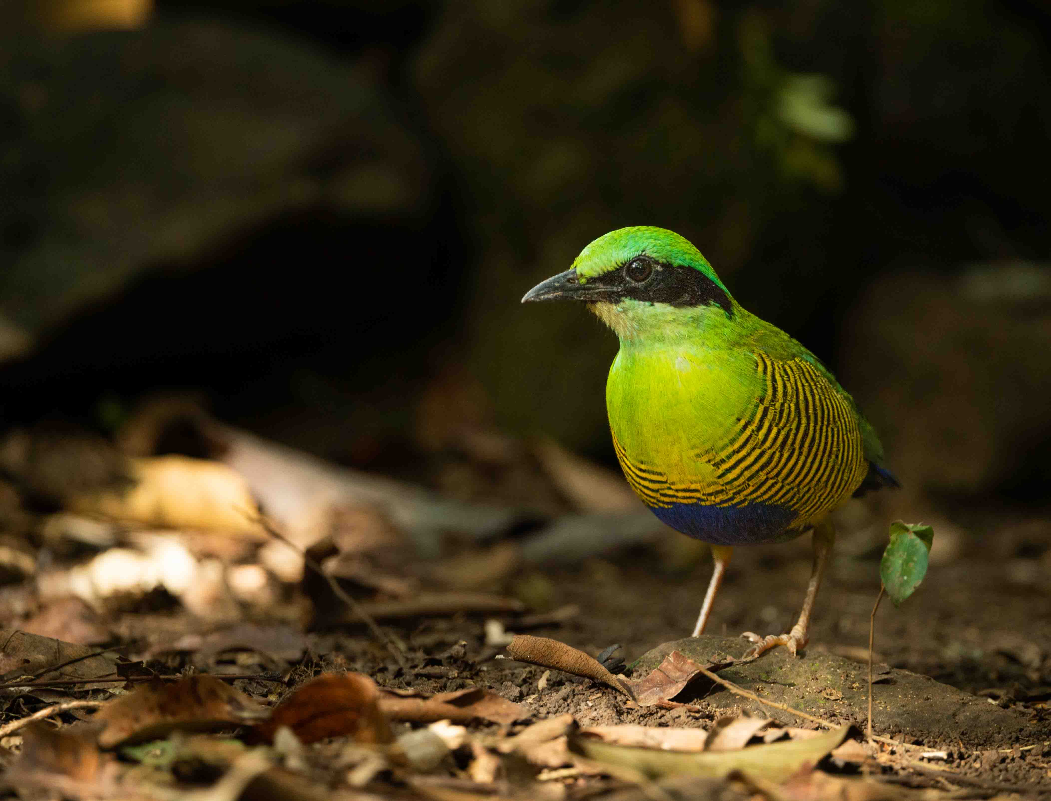 Bar-bellied Pitta