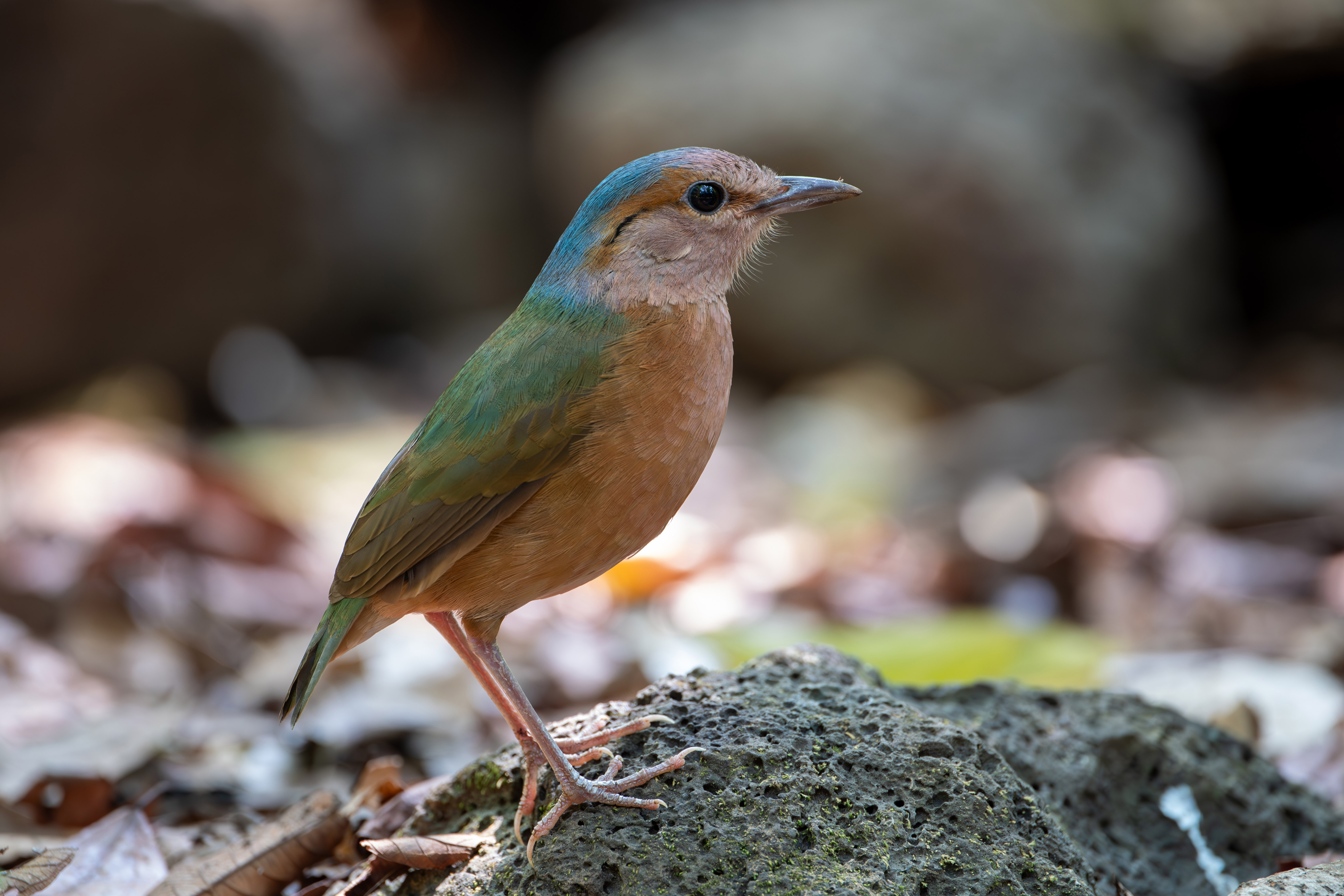 Blue-rumped Pitta