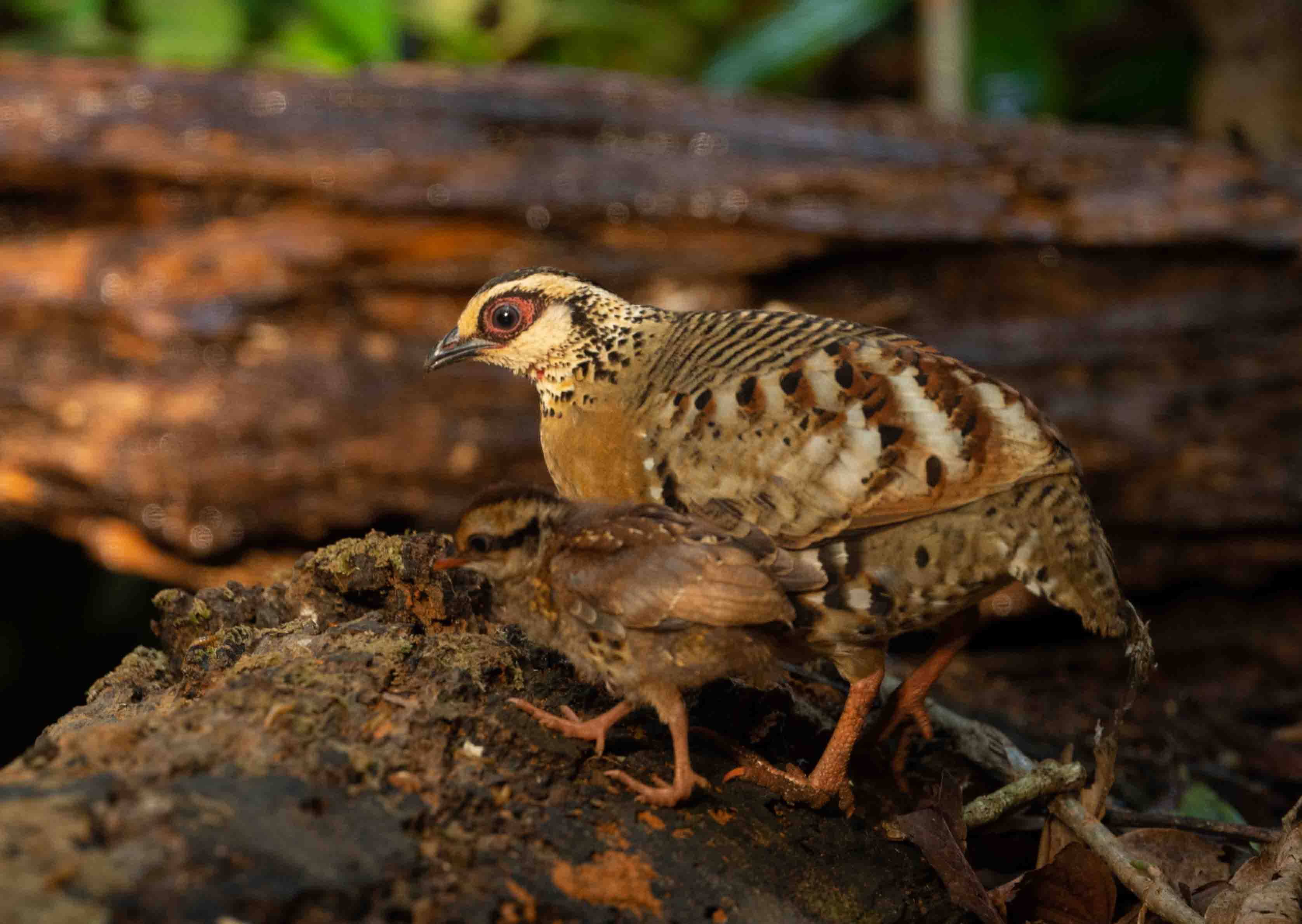 Orange-necked Partridge