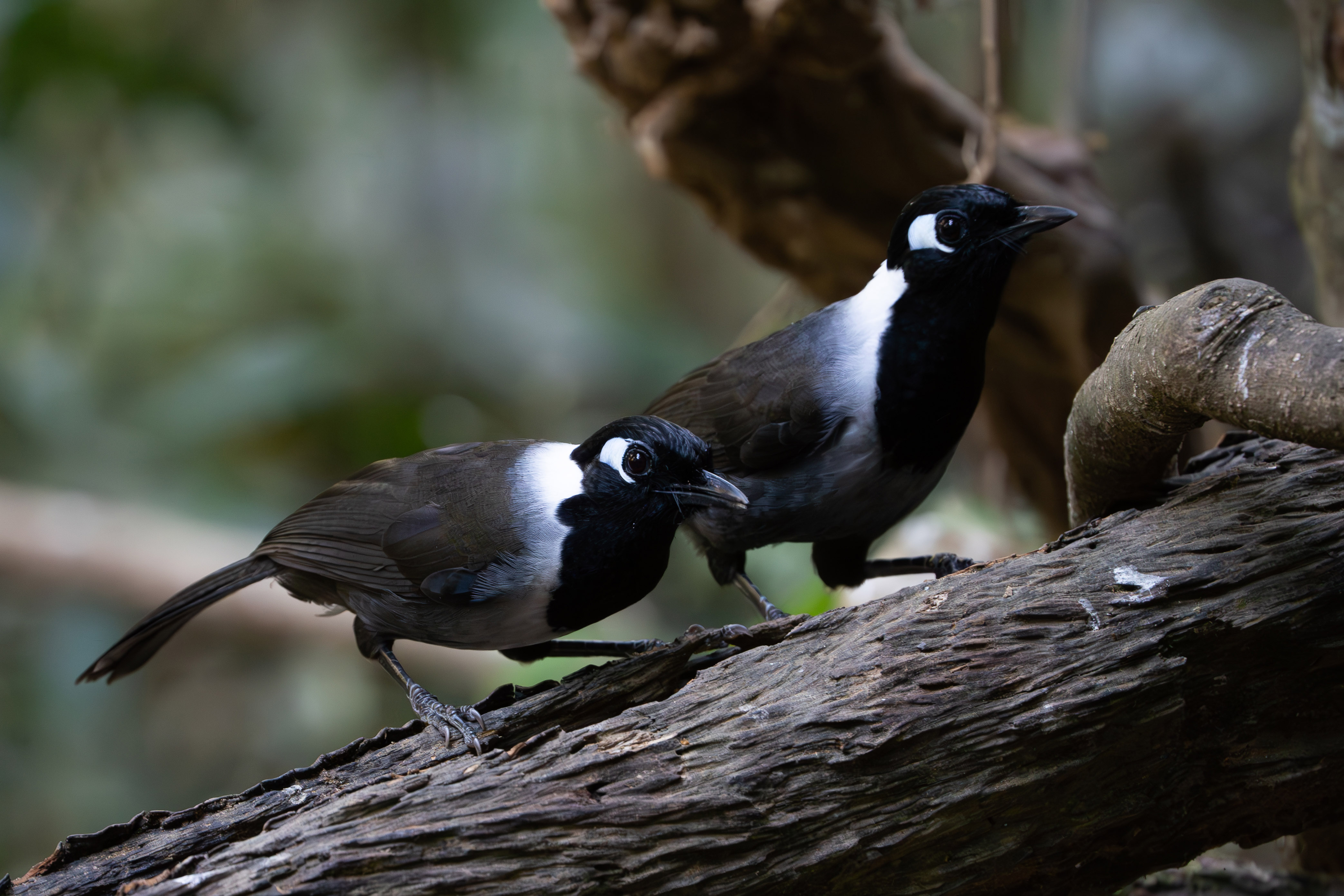 Black-hooded Laughingthrush