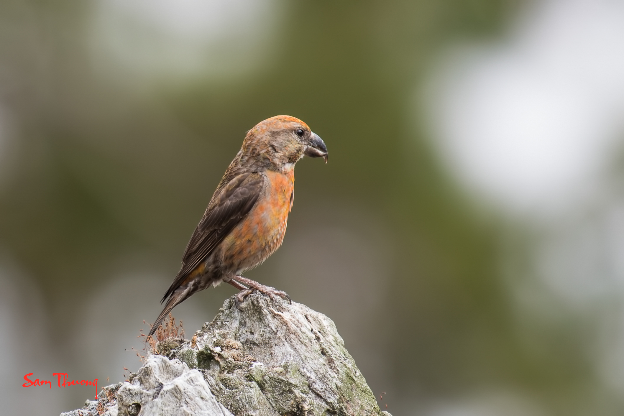 Red Crossbill