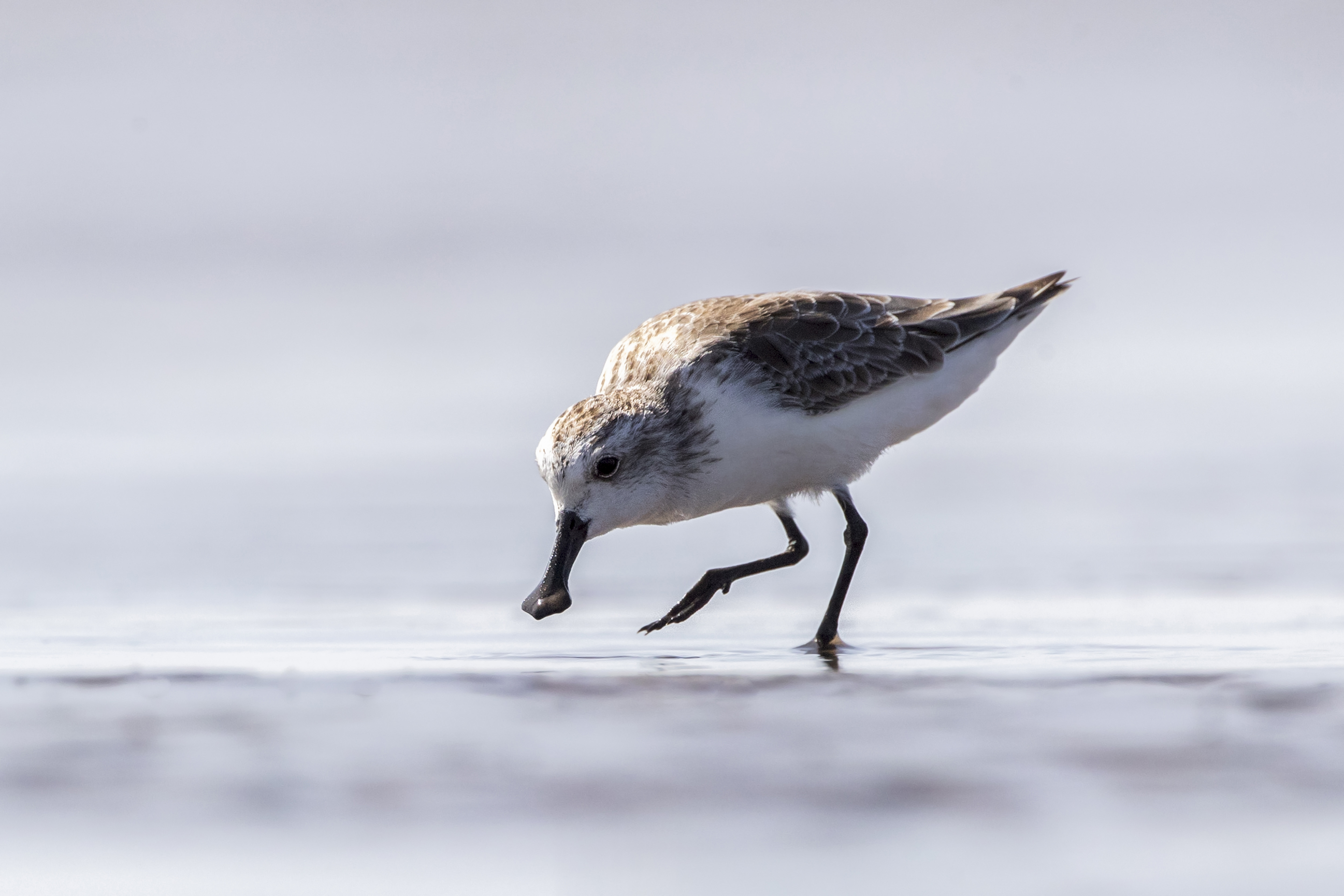 Spoonies