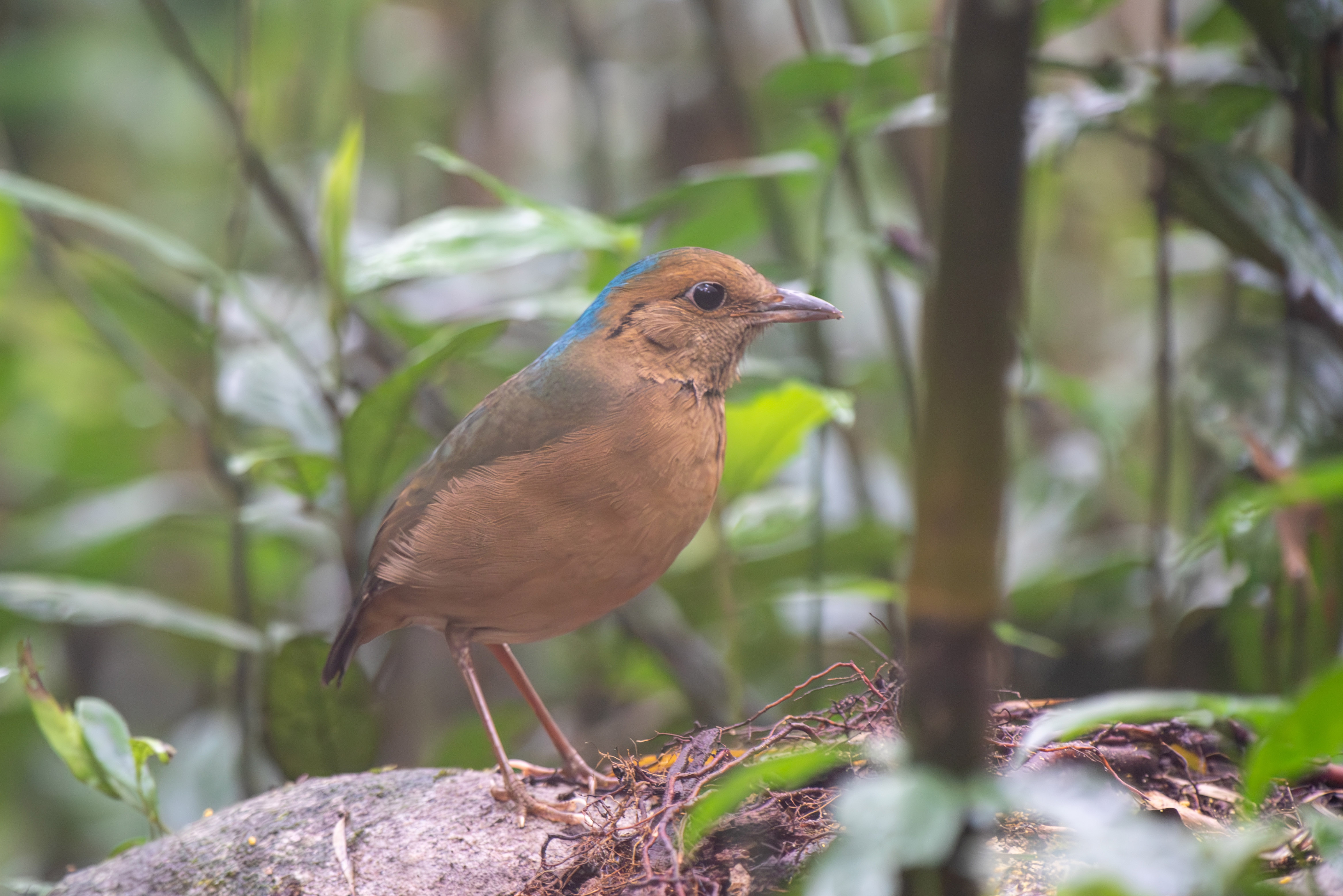 Blue-naped Pitta