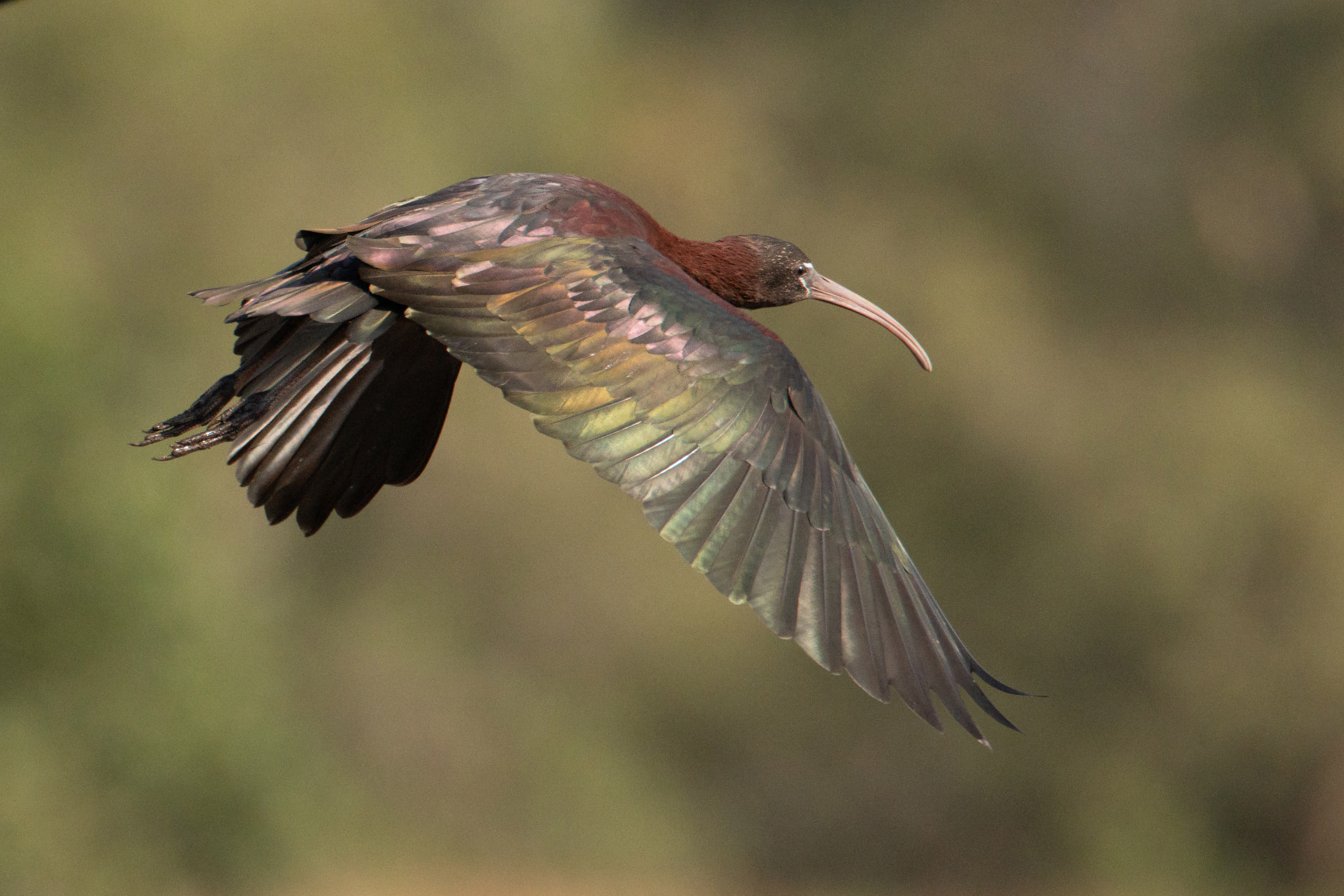 Glossy Ibis