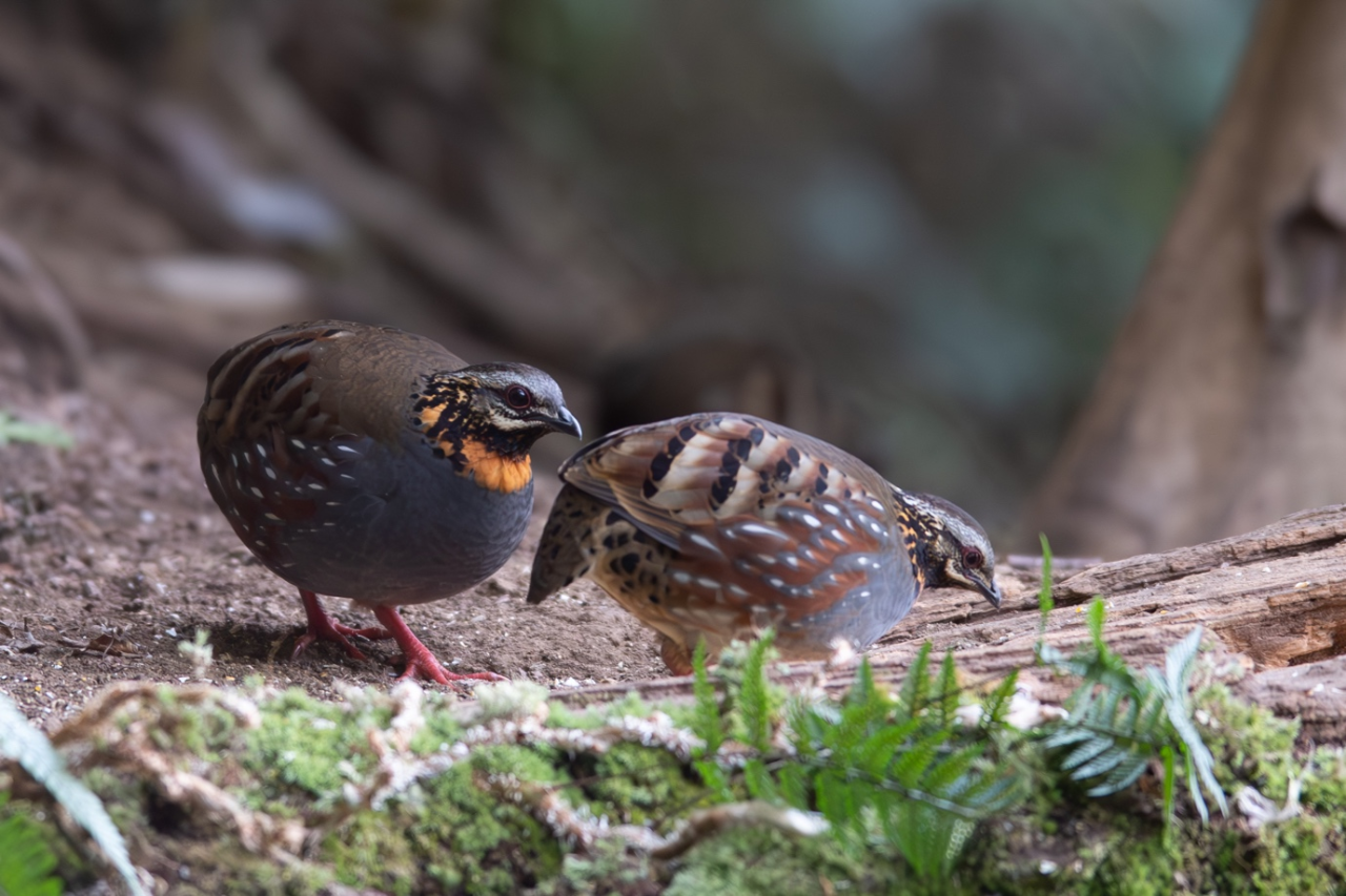 Rufous-throated Partridge