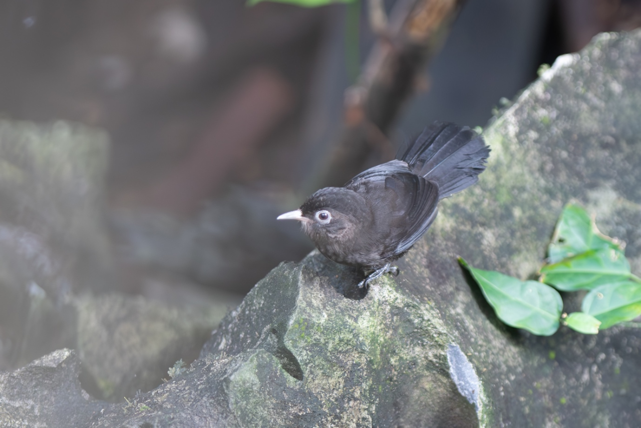 Sooty Babbler