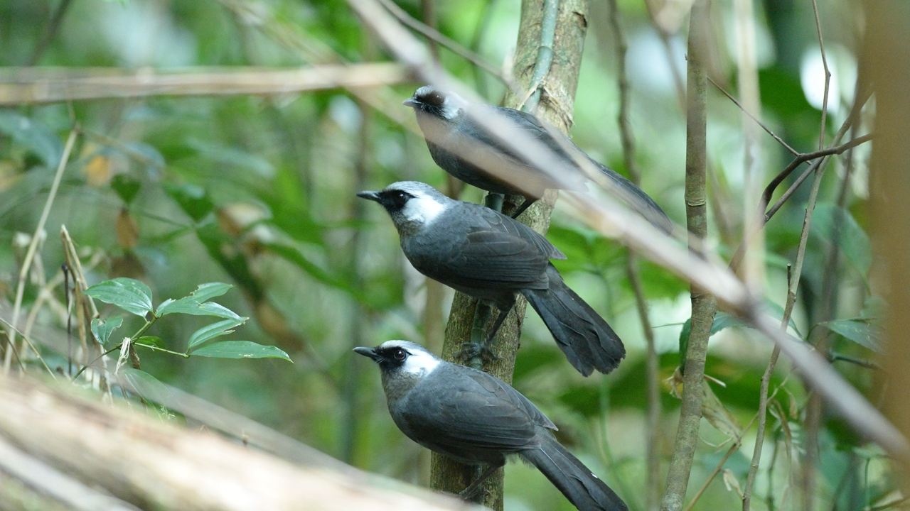 tam-dao-national-park